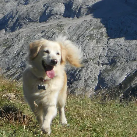 Garni Il Cirmolo Отель