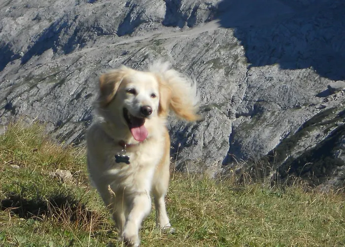 Garni Il Cirmolo Отель